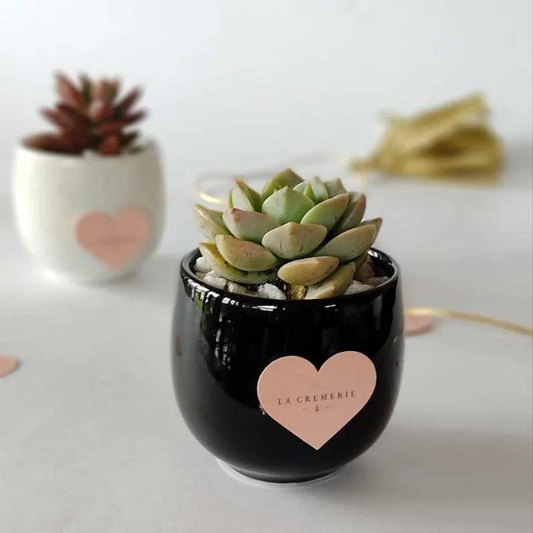 Hermosa suculenta ❤️ ( recordatorios)